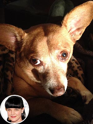 Pauley Perrette's Dog Recovering from Tumor Surgery