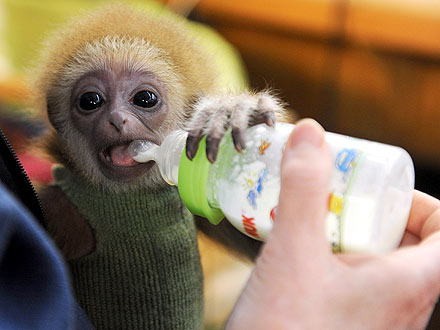 Baby Gibbon Gets Hand-Reared After Rejection