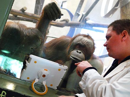 Orangutans at Milwaukee Zoo Video Chat with iPads