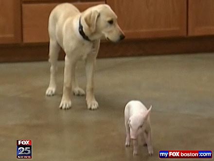 Pig and Dog Become Best Friends