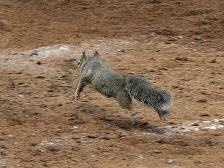 St. Louis Cardinals Championship Rings Feature Rally Squirrel