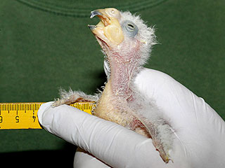 Alien or Roast Chicken? Meet the World's Ugliest Bird