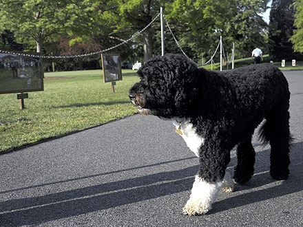 Bo Obama Appears During White House Garden Tour