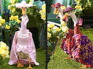 Time for a Duck Fashion Show!