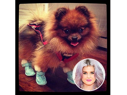 Kelly Osbourne Tweets Photo of Dog Story in Booties