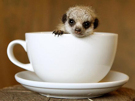Cute Photo: Meerkat in a Teacup!