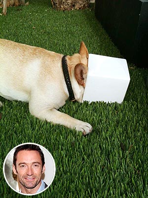 Hugh Jackman's Dog Is a 'Pot Head'