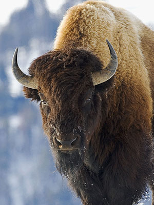 Buffalo Injures 10 People in Vietnam
