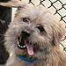Adopt Me! Joba Wants to Be Your Friend for Life