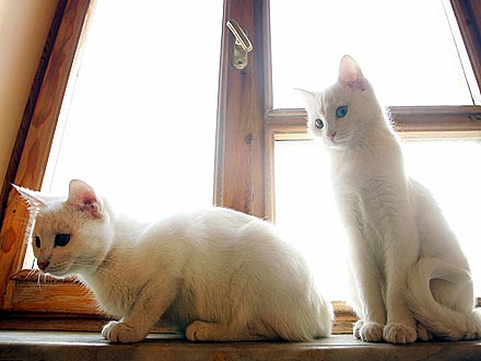 Cats in Turkey's Van City Are Attempting Suicide