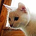 The Water Bowl: Cats in Turkish City Could be Suicidal