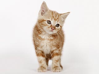 The Water Bowl: Kitten Survives 25-Mile Journey in Car Engine