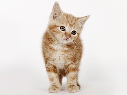 Kitten Survives 25-Mile Journey in Car Engine