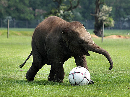 Trunk Show! Baby Elephant Plays Soccer