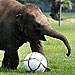 Trunk Show! Baby Elephant Plays Soccer