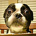 Bug-Eyed Dog Sets World Record for Largest Eyes