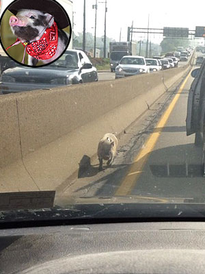 Scarf-Wearing Pig Spotted in Pittsburgh