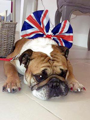 Animals Celebrate Queen's Diamond Jubilee