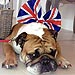 Animals Celebrate Queen's Diamond Jubilee