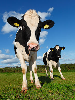 Olympics 2012 London: Opening Ceremony to Include Cows, Horses