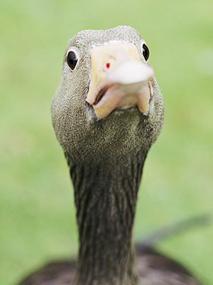 Goose Named 50 Cent Recovers from Gunshot Wounds
