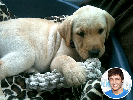 Liam Payne Gets Puppy: Photo