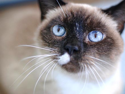 Adopt Me! Senior Cat Tinkerbell Still Has Spunk