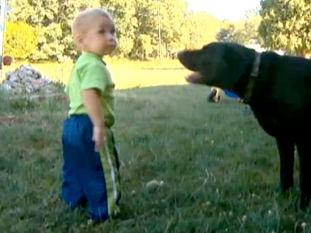 Michigan Dog Saves Drowning Toddler in Pool