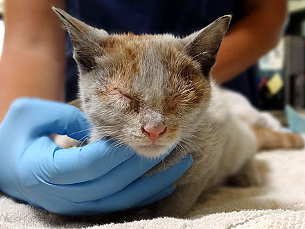Kitten Travels 6,500 from Shanghai to L.A.