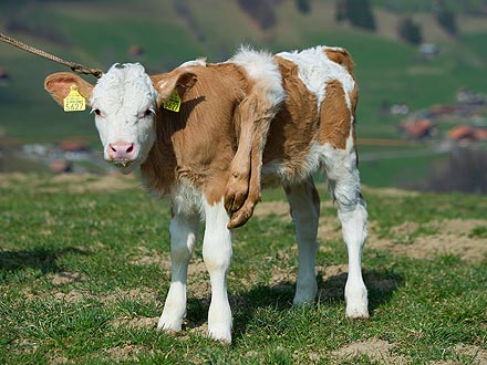 Calf Born with Six Legs Undergoes Surgery
