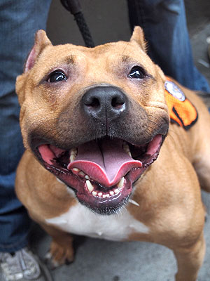 Adopt Me! Hunny the Dog Loves to Nap, Walk – and Nap Some More