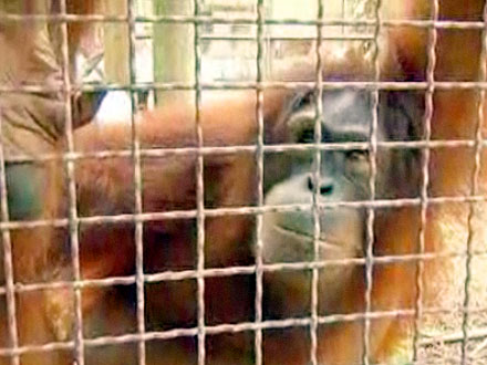 iPad Savvy Orangutan Now Battling Cancer