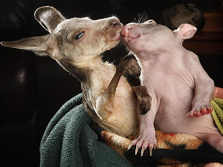 Orphaned Kangaroo and Wombat Comfort Each Other