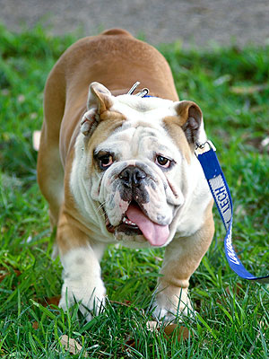Louisiana Tech University's Bulldog Mascot is Missing