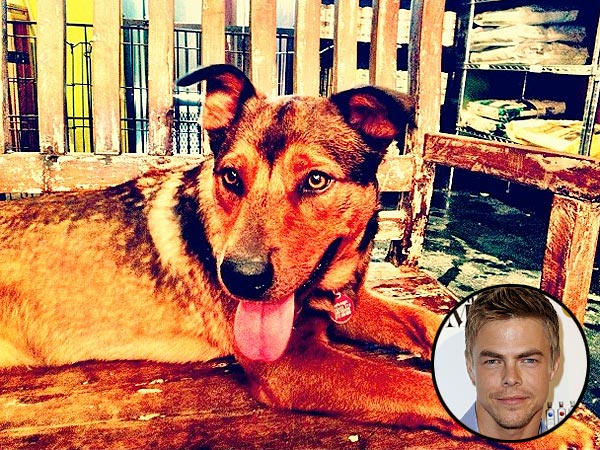Derek Hough Adopts Dog