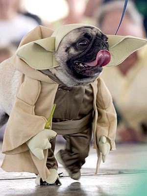 Chew Barka, Pico de Gato Top List of Wackiest Pet Names