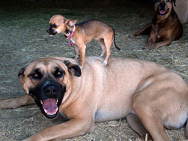 Tiny Dog Beyonce Hangs Out with a Bull Mastiff
