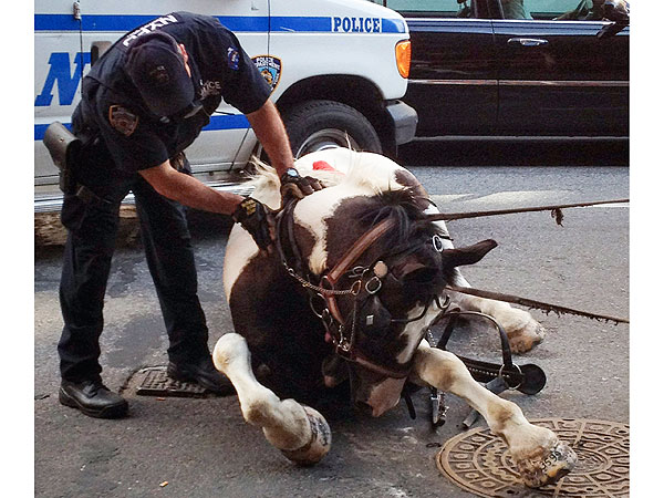 Carriage Horse in New York Injures Driver and Two Passengers