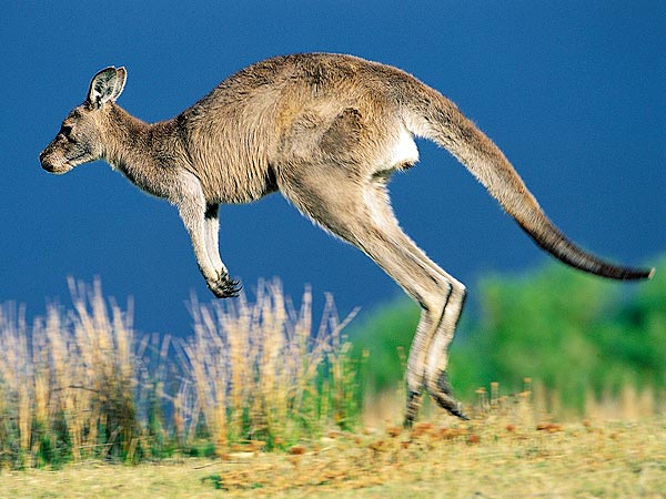 Kangaroo Breaks Out of German Wildlife Park Thanks to Fox and Boar