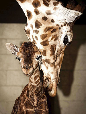 Aww! Baby Giraffe Gets Nudged by Mom