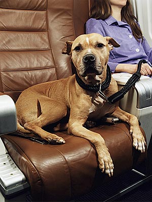 JetBlue Makes a Plan for Furry Frequent Flyers
