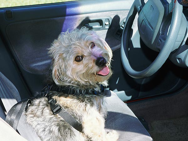 New Jersey Wants Dogs to Wear Seatbelts