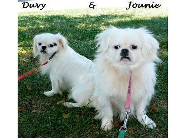 Adopt Me! Joanie & Davy Love Life Outside the Cage