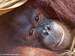 Peanut the Orangutan Undergoing Chemotherapy to Treat Cancer