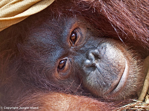 Peanut the Orangutan Undergoing Chemotherapy to Treat Cancer