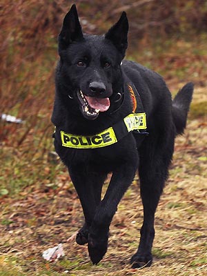Dog in New MexicoTown Is Only Certified Police Officer