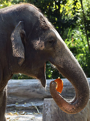 Pumpkin Smash! Baby Elephant Enjoys Fall Treat