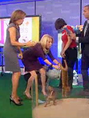 Kathie Lee Gifford Drops Puppy, Dog Gets Adopted