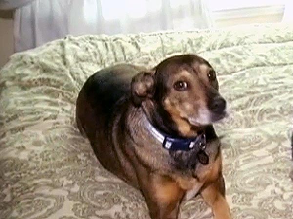 How a Rescue Dog Saved His Owners' Baby