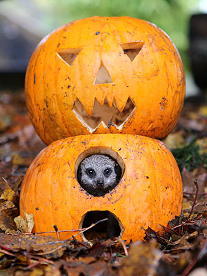 Boo! Meerkat Pops Out of a Jack-'O-Lantern